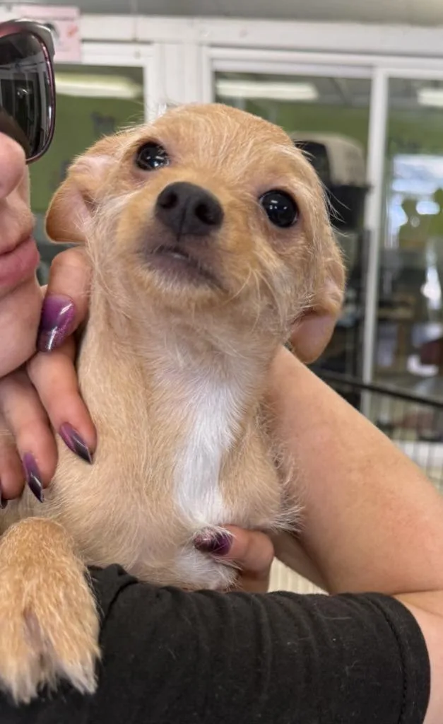 A baby small-sized female Terrier dog named Sunny for adoption in Lemoore, CA