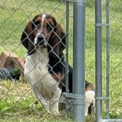 A young medium-sized female Tricolor (Brown, Black, & White) Basset Hound dog named Talulah for adoption in Knoxville, TN