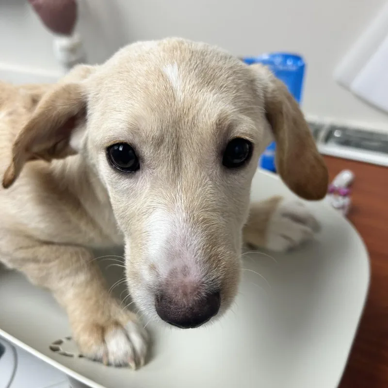 A baby small-sized female Yellow / Tan / Blond / Fawn Mixed Breed dog named Padme for adoption in Uniontown, PA