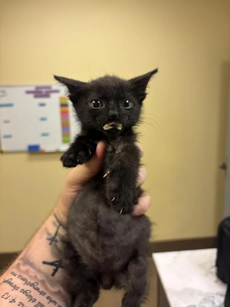 A baby medium-sized male Domestic Short Hair cat named Tie for adoption in Florence, SC