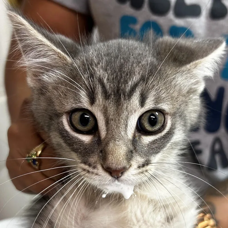 A baby small-sized male Gray / Blue / Silver Domestic Short Hair cat named Nintendo for adoption in Leander, TX