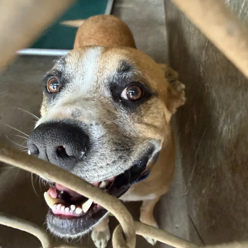 A senior large-sized male Yellow / Tan / Blond / Fawn Boxer dog named Byron for adoption in Austin, TX