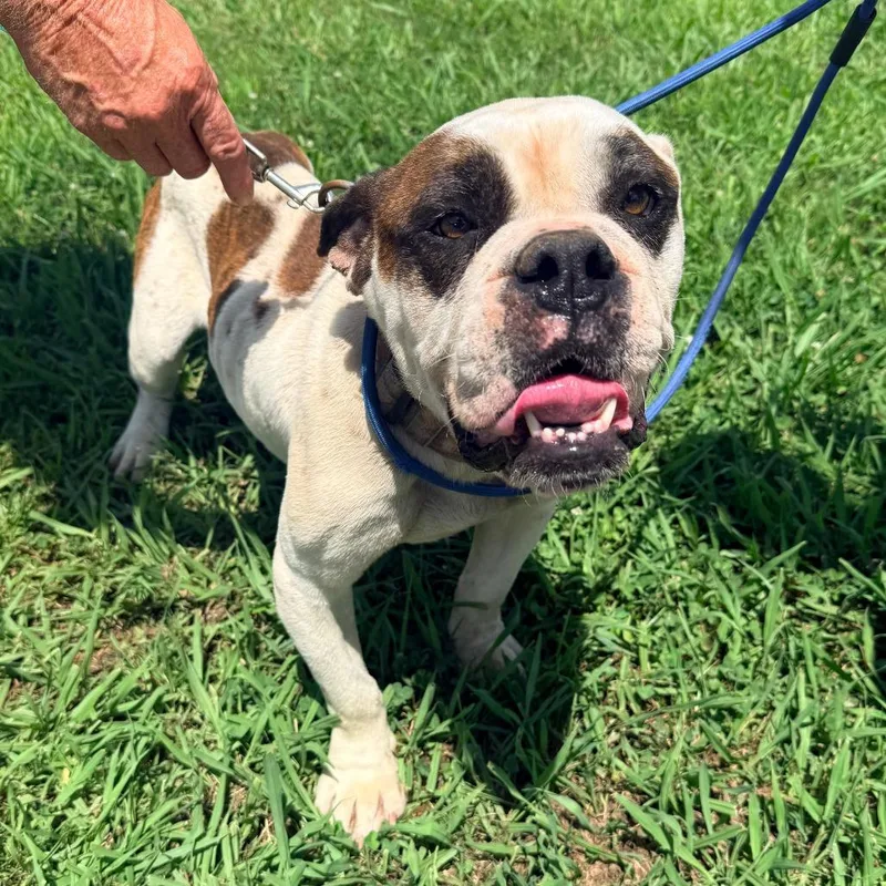 An adult medium-sized male White / Cream Mixed Breed dog named Hatchie for adoption in Corinth, MS