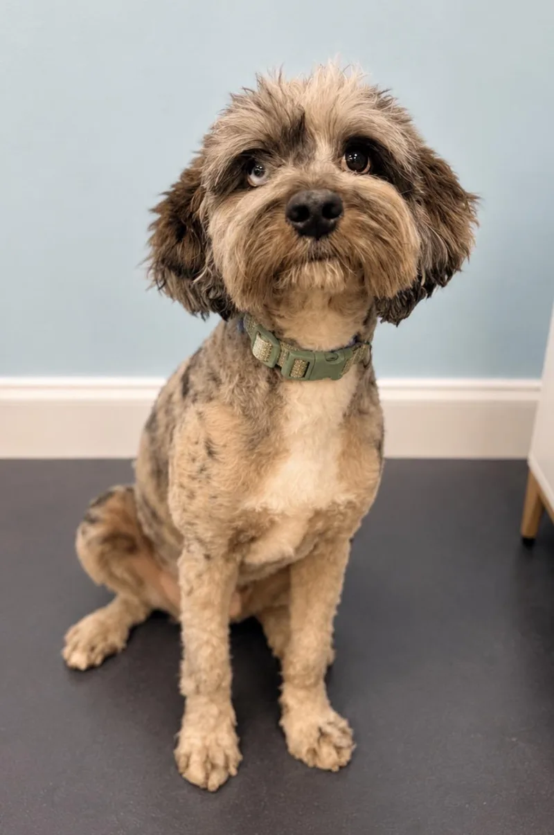 A baby medium-sized male Merle (Blue) Aussiedoodle dog named Beetle for adoption in Covington, LA