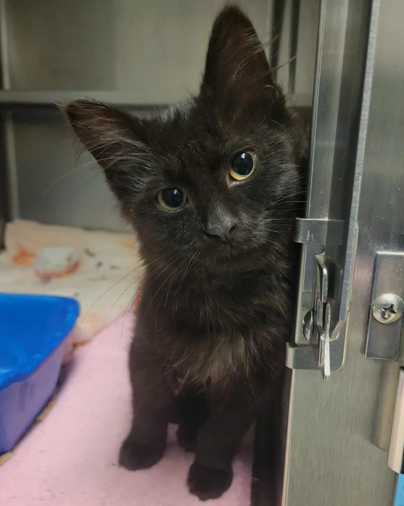 A baby medium-sized male Black Domestic Medium Hair cat named Menards for adoption in Plover, WI