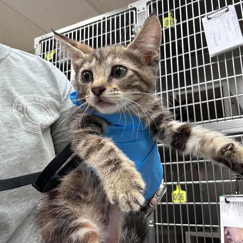 A baby small-sized female Brown / Chocolate Domestic Short Hair cat named Tidbit for adoption in Bastrop, TX