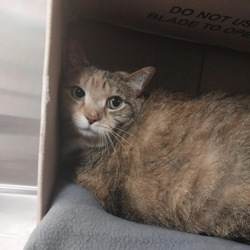 A senior extra large-sized female Brown / Chocolate Domestic Short Hair cat named Mazikeen for adoption in East Smithfield , PA