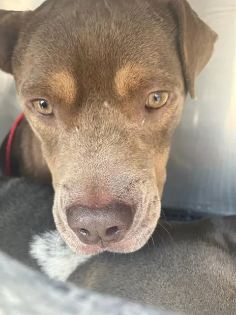 A young medium-sized male Mixed Breed dog named Maverick for adoption in Dallas, TX