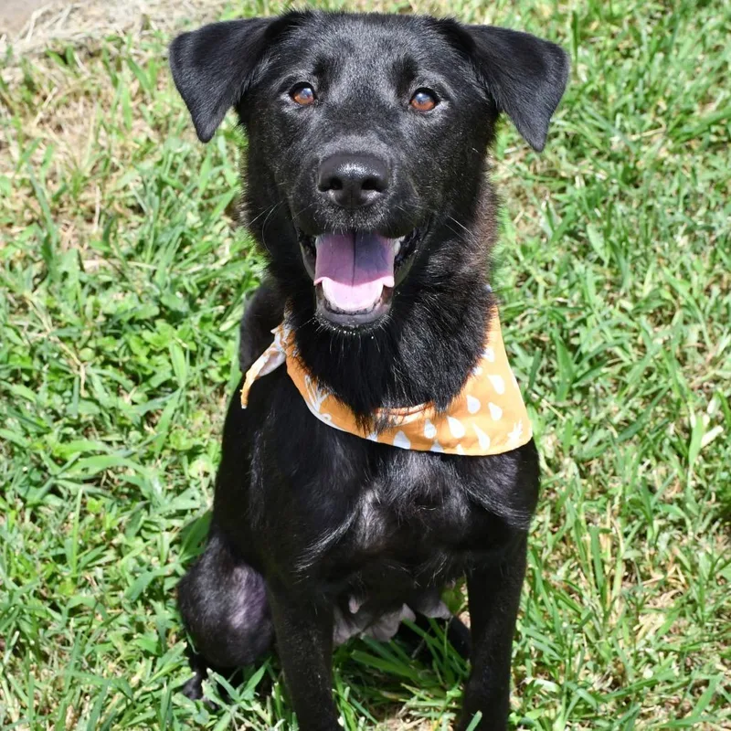 An adult medium-sized female Black Shepherd dog named Dahlia for adoption in Beaumont, TX