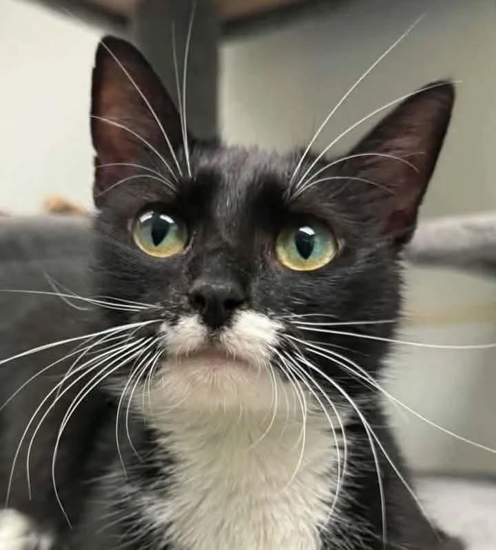 A young medium-sized female Black & White / Tuxedo Domestic Short Hair cat named Ida B Wells for adoption in Gonic, NH