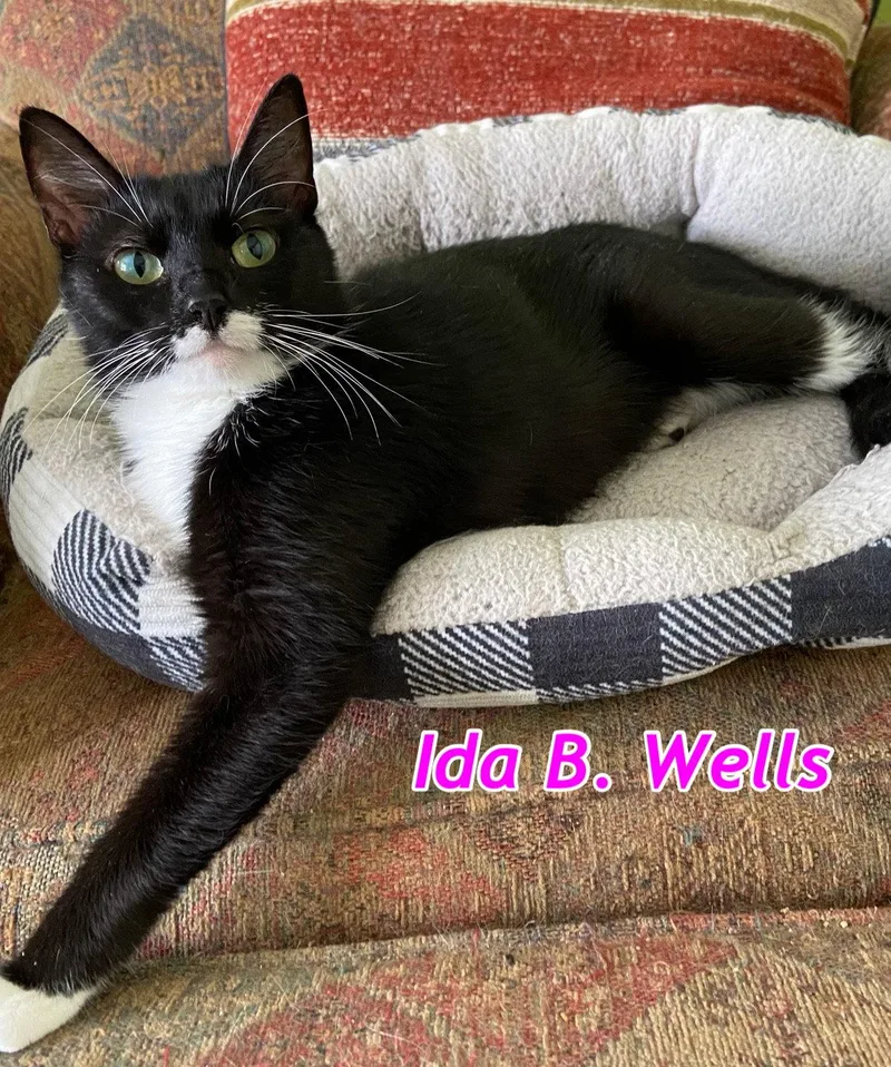 Ida B Wells thumbnail 3