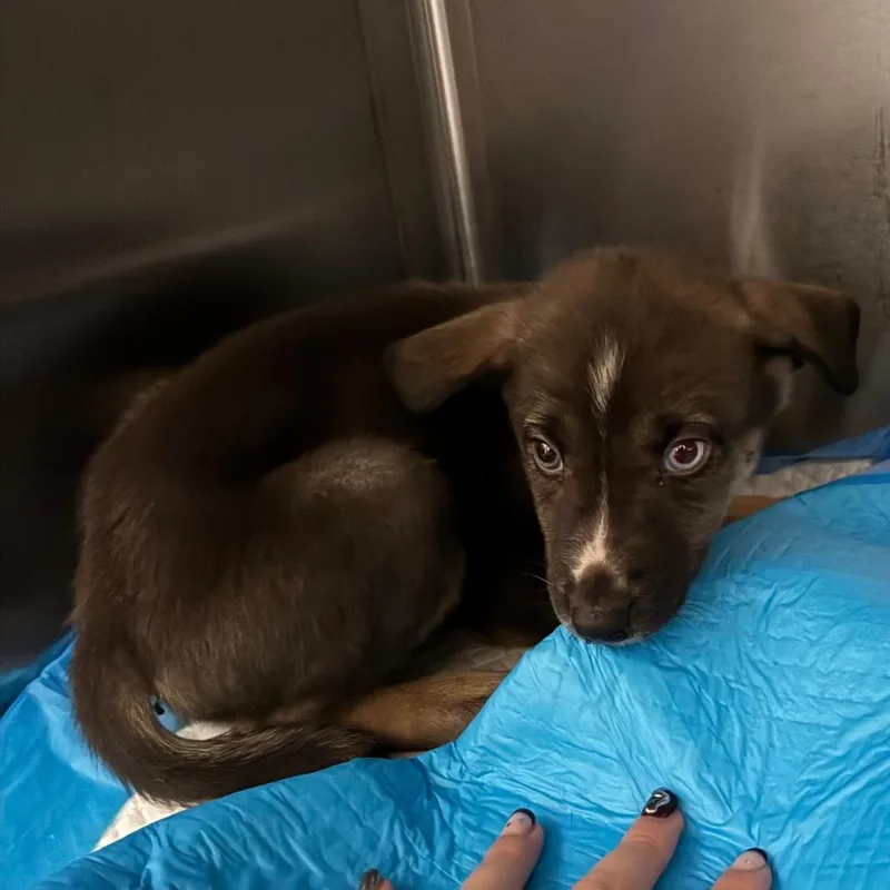 A baby small-sized male Brown / Chocolate Mixed Breed dog named Texas Ranger for adoption in Columbus, GA