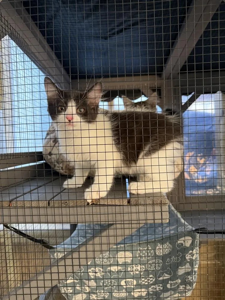 A baby medium-sized male Black & White / Tuxedo Domestic Short Hair cat named Doo Wop for adoption in Salisbury, NC