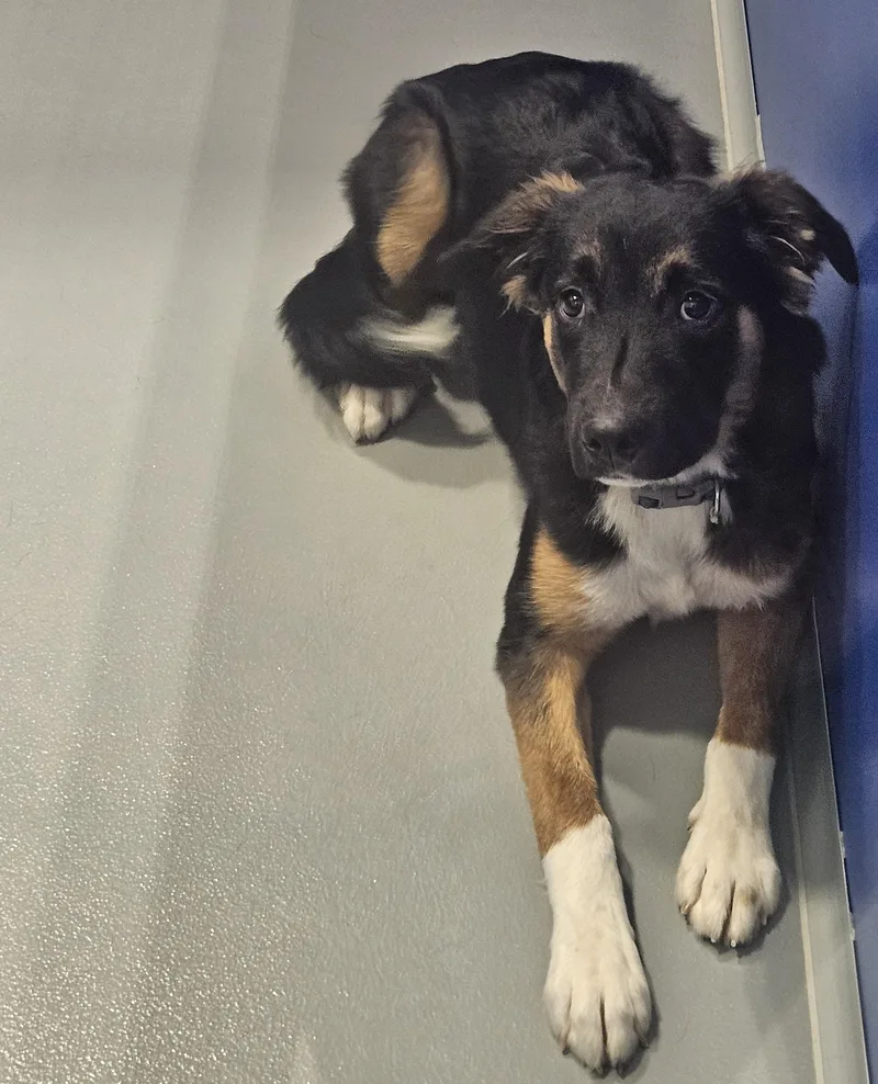 A baby medium-sized male Tricolor (Brown, Black, & White) Australian Shepherd dog named Jacob for adoption in Kalamazoo, MI
