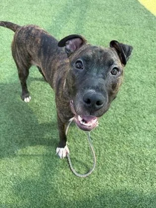 A young large-sized male Brown / Chocolate Pit Bull Terrier dog named Easton for adoption in Kansas City, MO