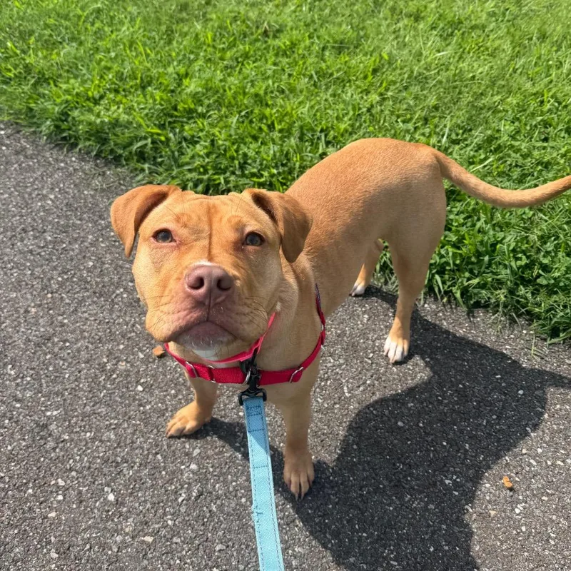 A young medium-sized female Pit Bull Terrier dog named Canela for adoption in Wilmington, DE