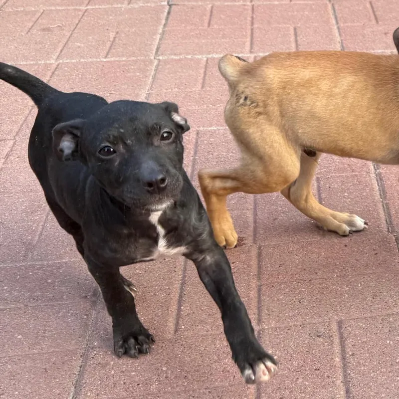 A baby medium-sized female Black Labrador Retriever dog named Dolly for adoption in Spring, TX
