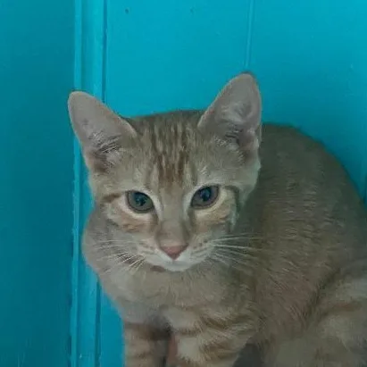 A baby medium-sized male Tabby (Orange / Red) Domestic Short Hair cat named Buster for adoption in Spencer, IN