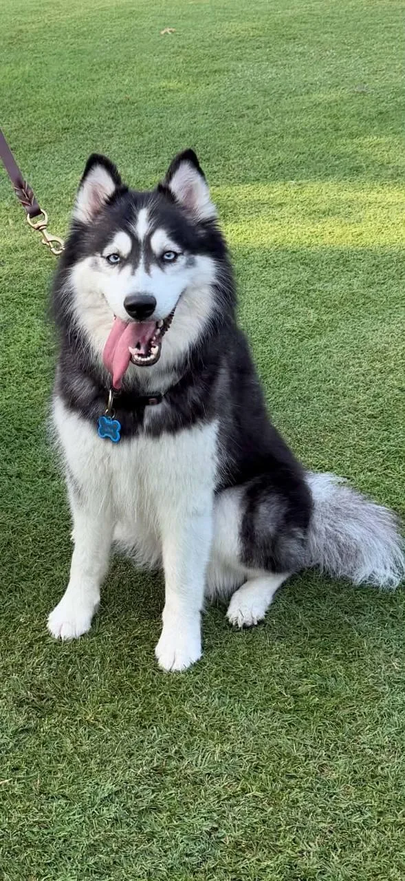 An adult medium-sized female Siberian Husky dog named Luna Moon Coming Soon for adoption in Carrollton, TX