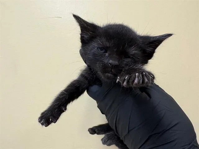 A baby small-sized female Domestic Short Hair cat named Tracie for adoption in Tustin, CA