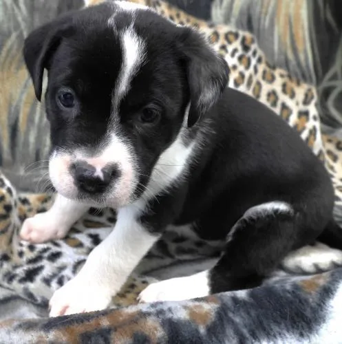 A baby large-sized male Labrador Retriever dog named Ollie for adoption in Thief River Falls, MN