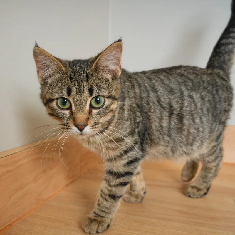 A young medium-sized male Brown / Chocolate Domestic Short Hair cat named Potpie C for adoption in Minnetonka, MN