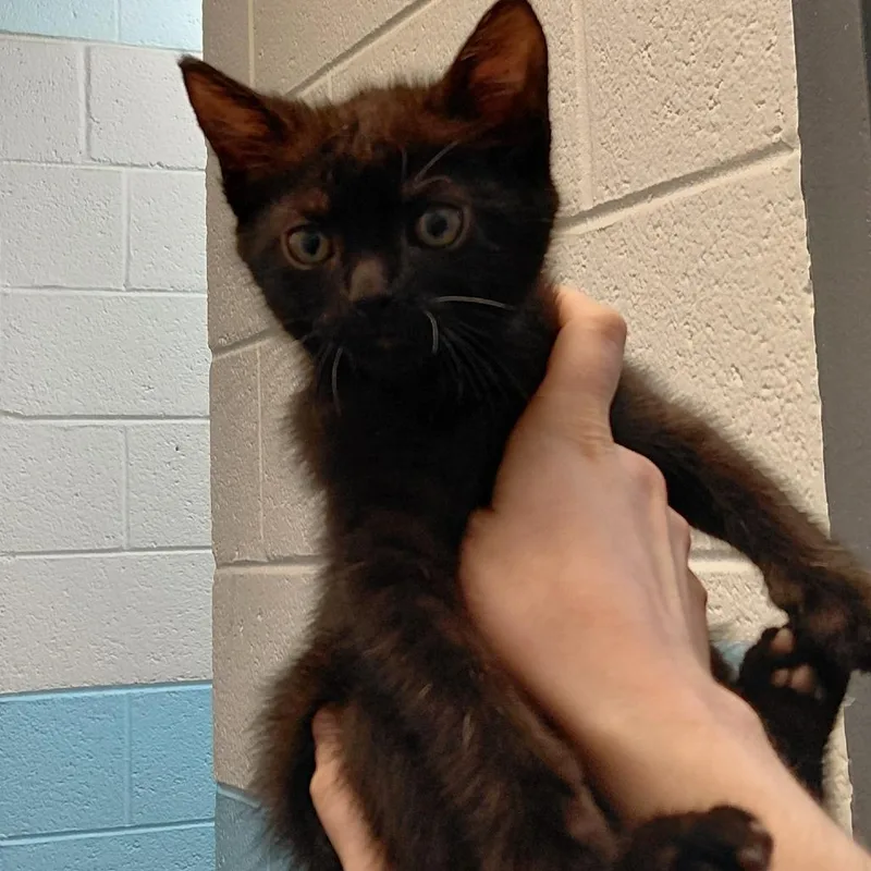 A baby small-sized male Black Domestic Short Hair cat named Lambchop for adoption in Philadelphia, PA