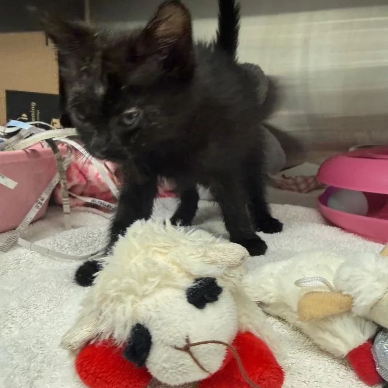 Lambchop thumbnail 2