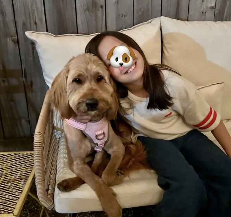 A young medium-sized female Golden Goldendoodle dog named Barbie for adoption in Carlsbad, CA