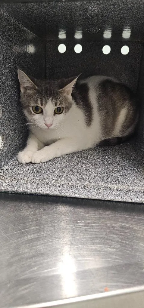 A young small-sized female Domestic Short Hair cat named Sophia for adoption in Athens, TN