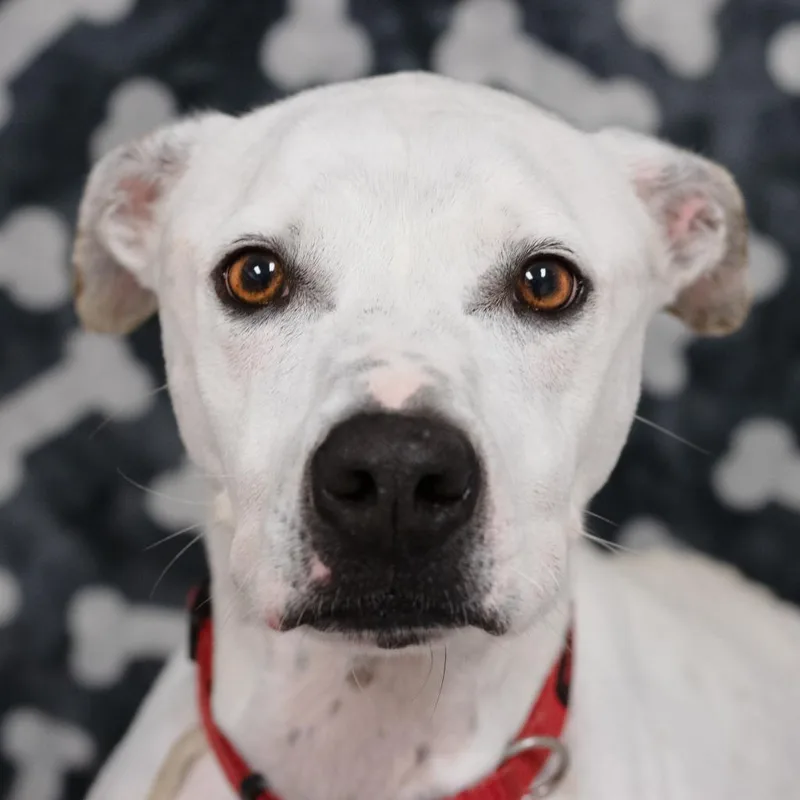 Lucky Lucio thumbnail 6