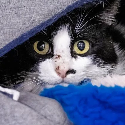 An adult large-sized male Domestic Short Hair cat named Ludacris for adoption in Camano Island, WA