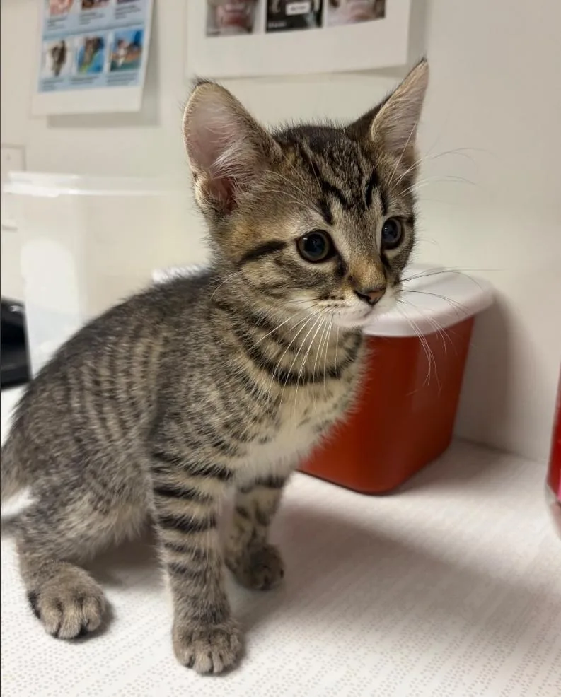 A baby small-sized male Domestic Medium Hair cat named Roger for adoption in Greenfield, IN