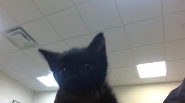 A baby small-sized female Domestic Short Hair cat named Apple Pie for adoption in Miami, FL