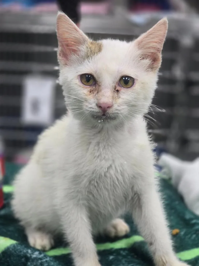 A baby medium-sized male Domestic Short Hair cat named Bobby Brite for adoption in Danielsville, GA