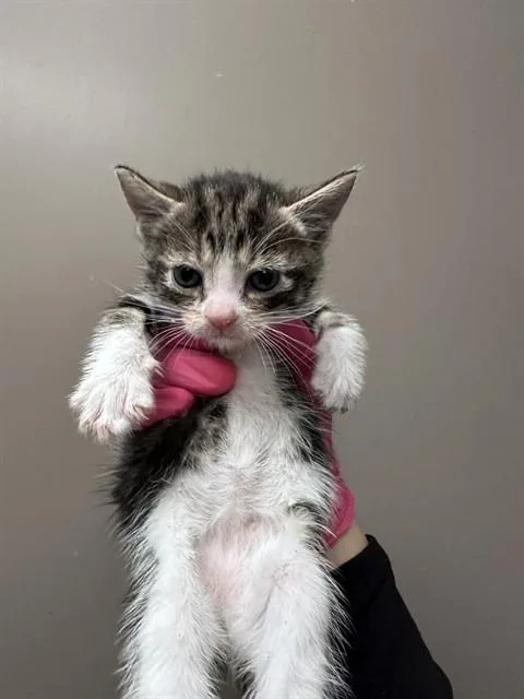 A baby small-sized male Domestic Medium Hair cat named Leo for adoption in Ontario, CA