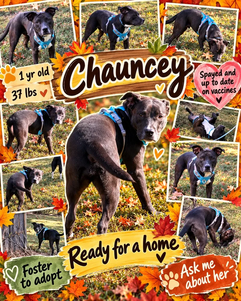 A young medium-sized female English Bulldog dog named Chauncey for adoption in Jackson, TN