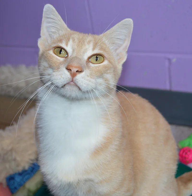 A young medium-sized male Buff & White Domestic Short Hair cat named Jeffery for adoption in House Springs, MO