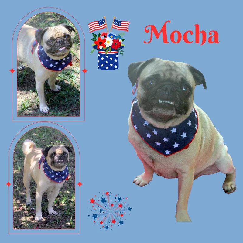 Mocha