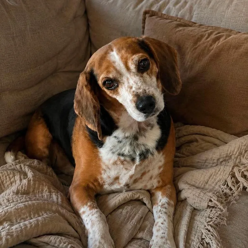 An adult medium-sized male Yellow / Tan / Blond / Fawn Beagle dog named Scout for adoption in Long Island City, NY