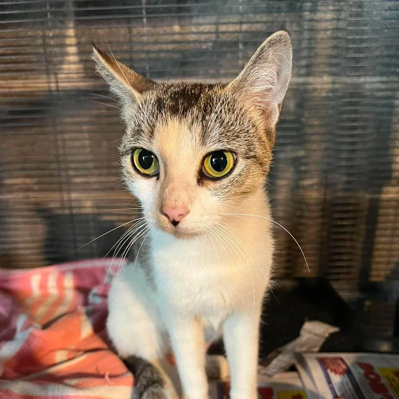 A young medium-sized female Tabby (Gray / Blue / Silver) Tabby cat named Daphne for adoption in Harrisburg, PA