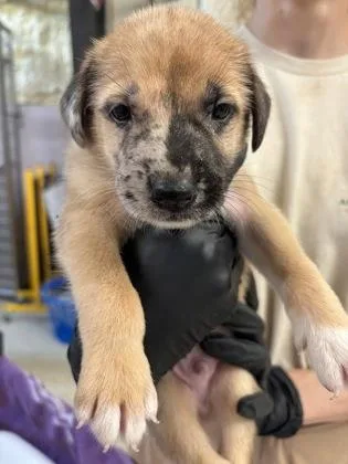 A baby small-sized male Retriever dog named Howard for adoption in Conway, AR