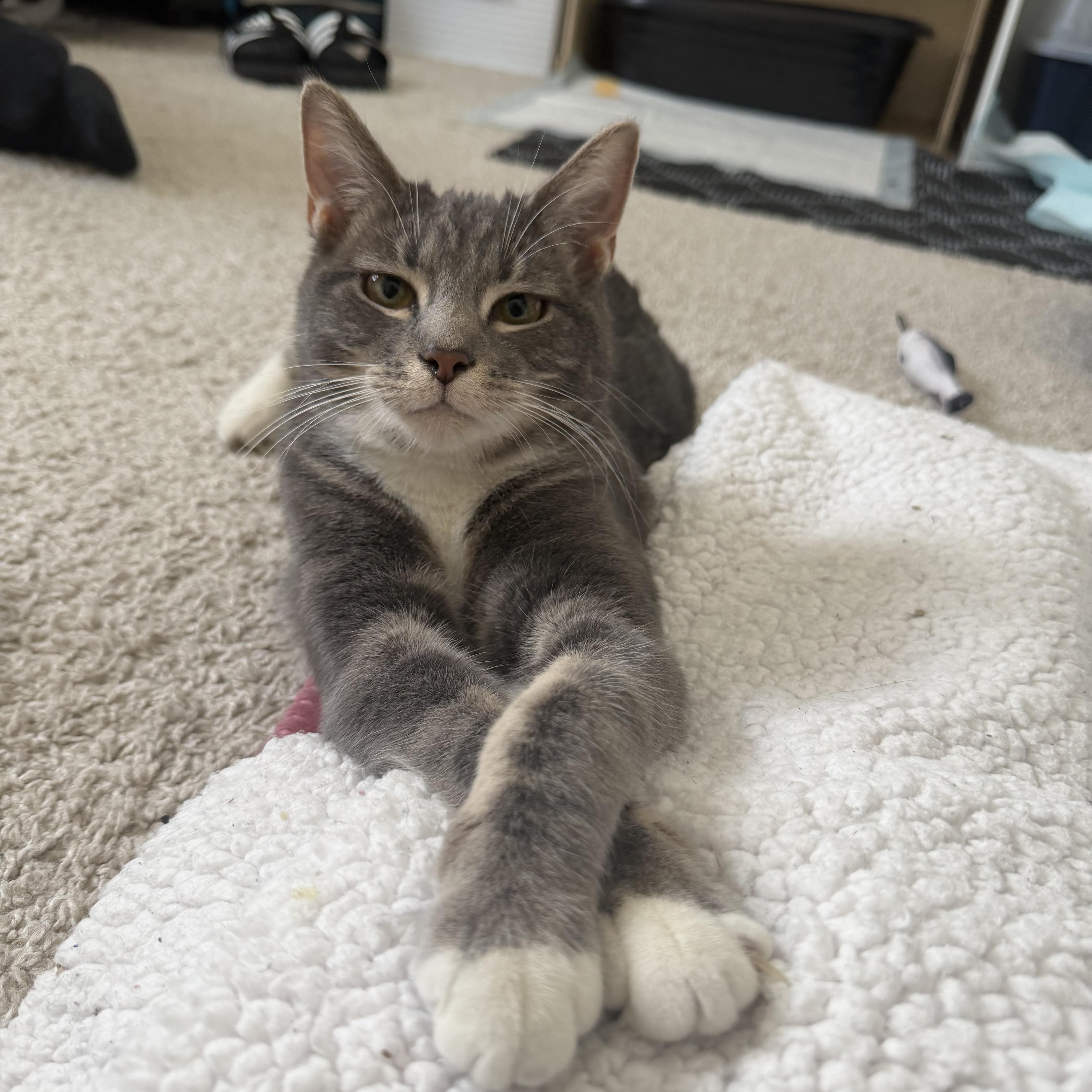 Jupiter & Neptune thumbnail 3