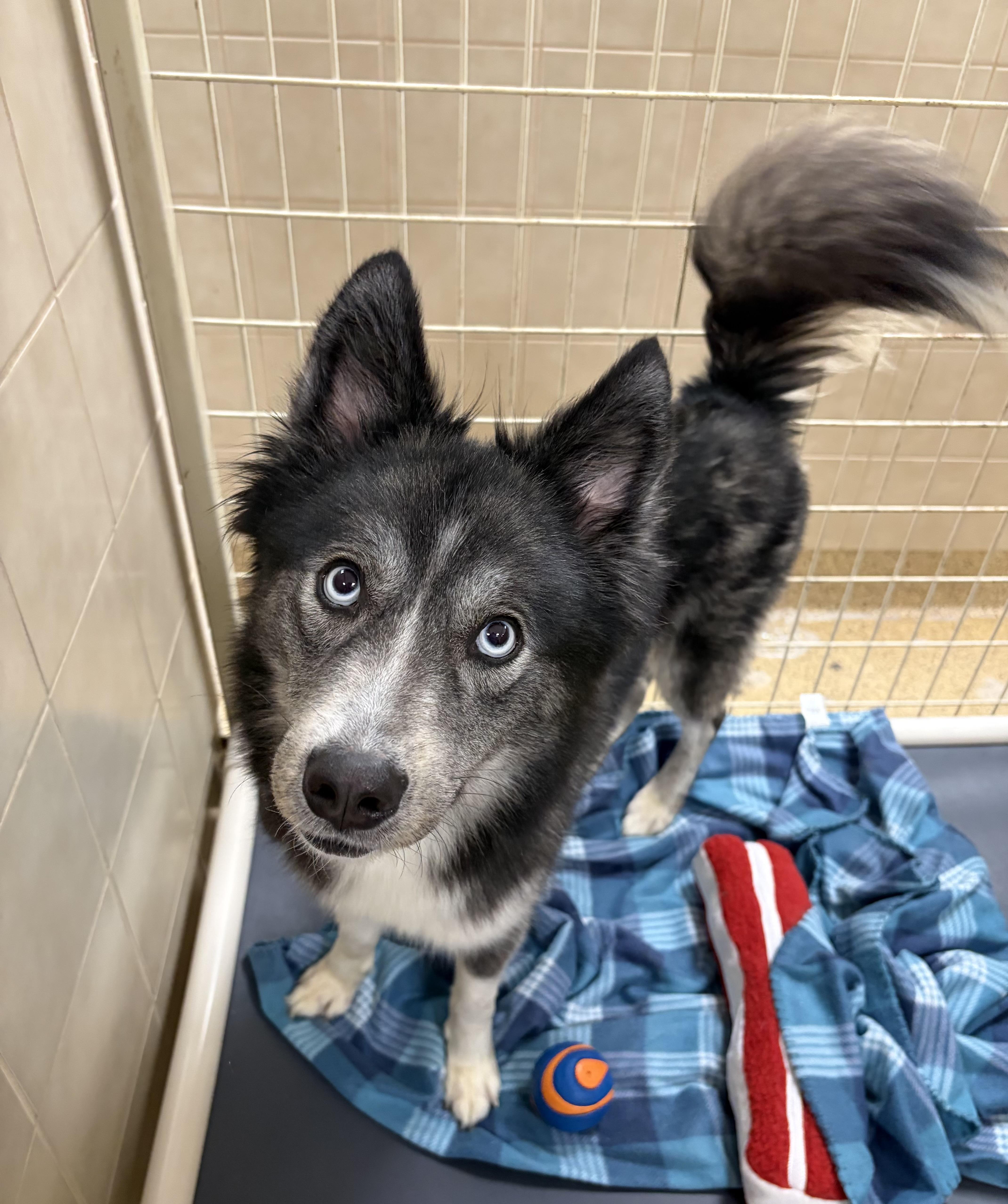 An adult medium-sized female Husky dog named Juneau for adoption in Kerrville, TX