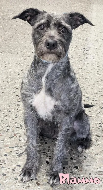 An adult medium-sized female Schnauzer dog named Blammo for adoption in Mason, MI