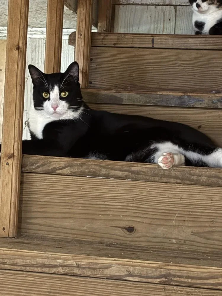 An adult medium-sized male Domestic Short Hair cat named Bandit for adoption in Wilson, NC