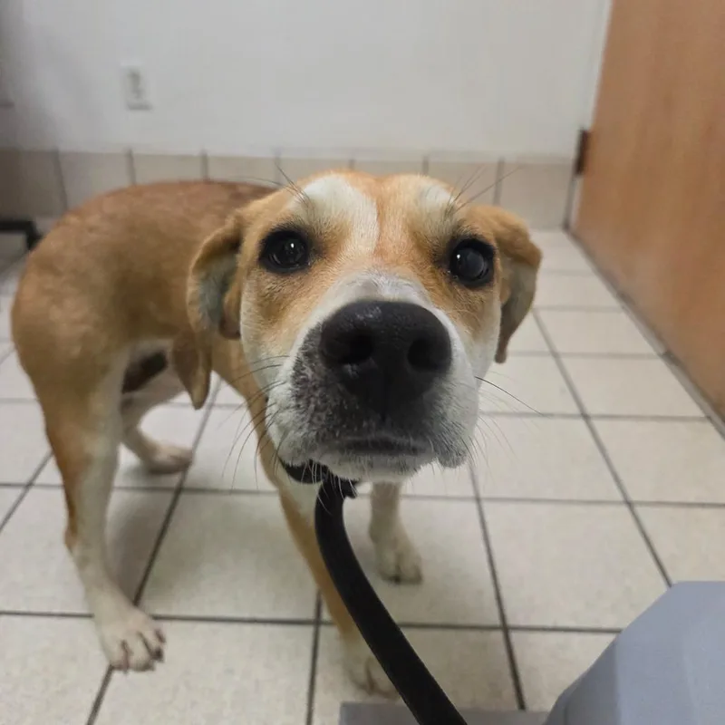 Little Baby Bear thumbnail 2