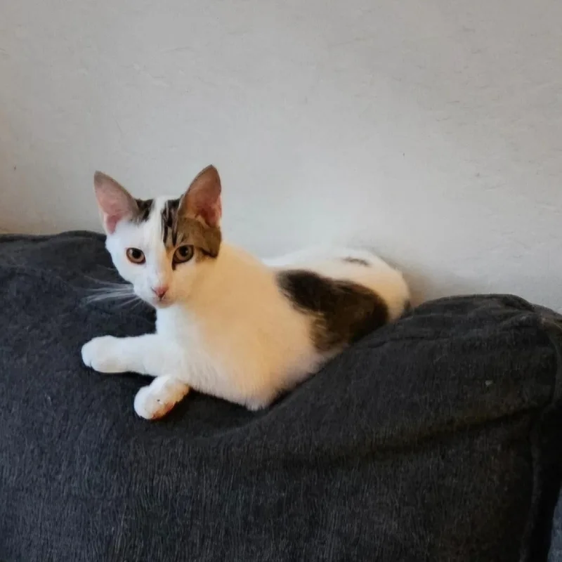 Tom Collins thumbnail 2