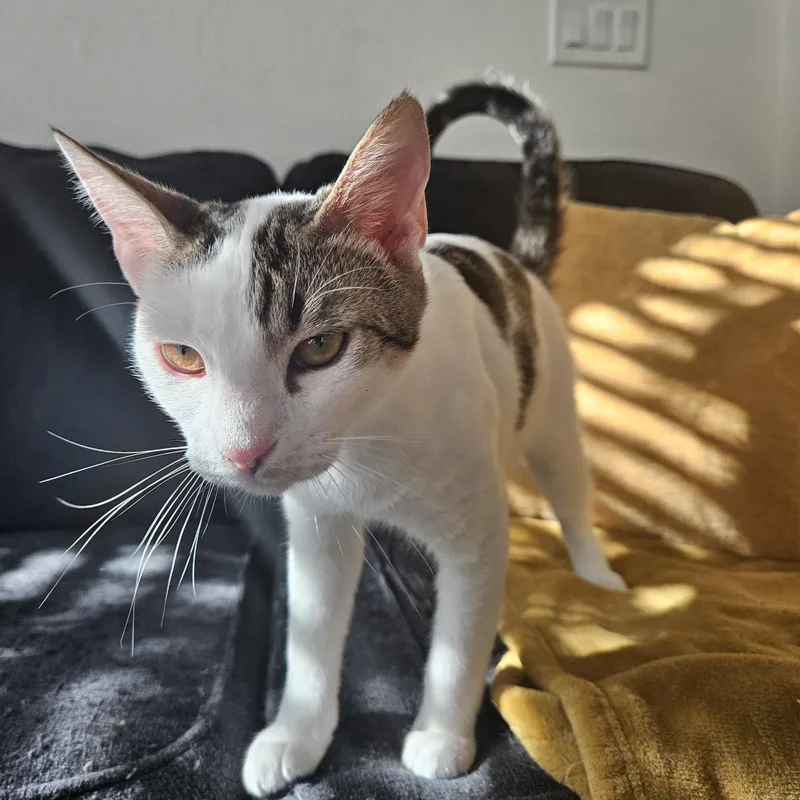 Tom Collins thumbnail 3