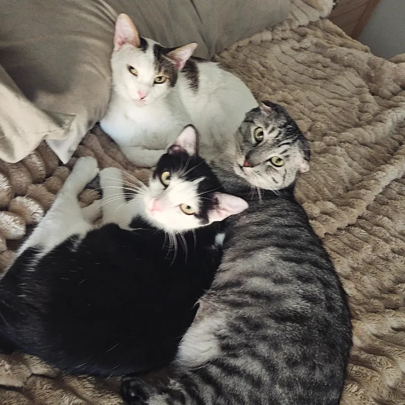 Tom Collins thumbnail 4